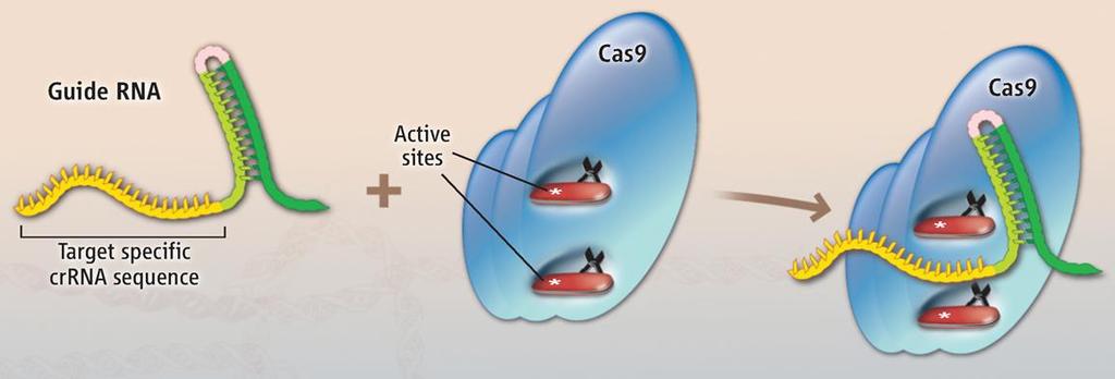 COMPONENTES DEL SISTEMA CRISPR / CAS9 El sistema CRISPR se compone de dos partes 1) Un