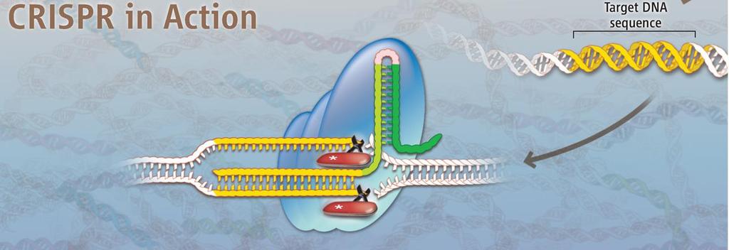 ESPECIFICIDAD DEL SISTEMA CRISPR / CAS9 El sistema CRISPR se compone de dos partes 1) Un