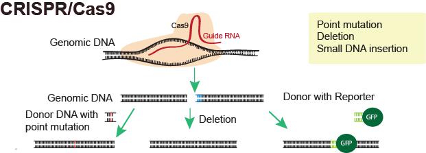 USO DE CRISPR / CAS9 Al igual que en los sistemas anteriores la edición con CRISPR