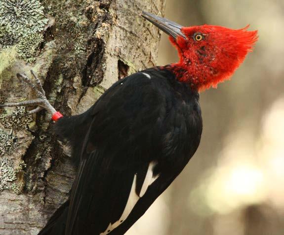 Presenta una notable diferencia entre macho y hembra, siendo el macho de color negro, con plumas rojas en la cabeza y mientras que la hembra es completamente negra.