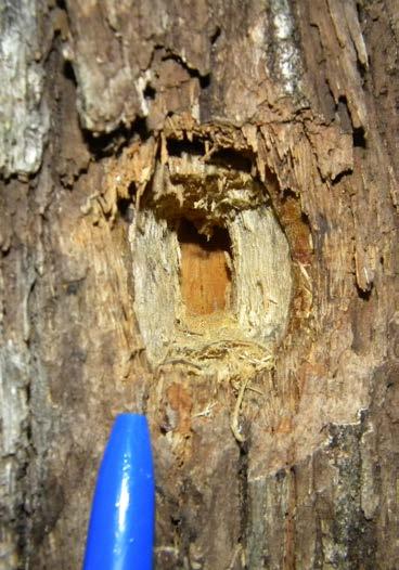 Dejar todos los árboles muertos en pie (sin cortar) y los troncos en el suelo, puesto que permiten el desarrollo y mantención de larvas de insectos o gusanos