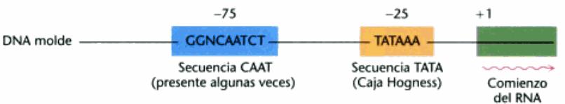Promotor eucariota Los genes eucarióticos que codifican proteínas poseen centros promotores con una secuencia consenso TATAAA, llamada CAJA TATA o CAJA HOGNESS, centrada en -25, Muchos promotores