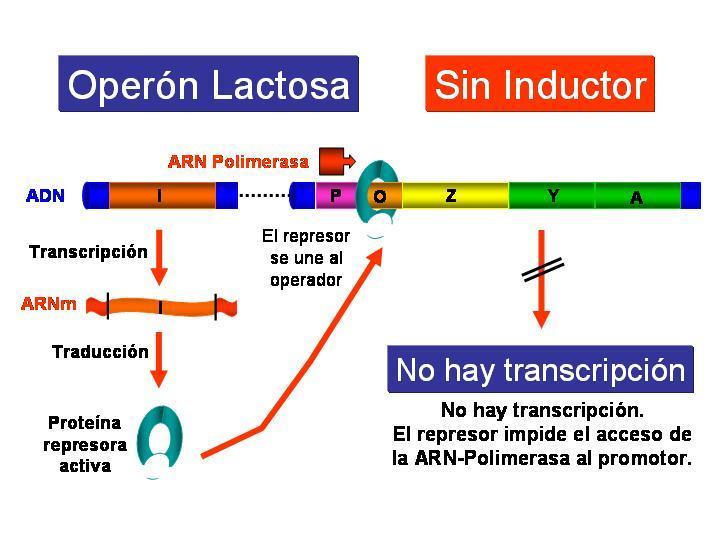 INDUCIBLE: OPERÓN LACTOSA En ausencia del inductor (la lactosa), la proteína represora producto del gen regulador i se encuentra unida a la región operadora e