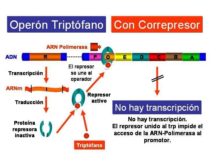 REPRIMIBLE: OPERÓN TRIPTÓFANO Es un sistema de tipo represible, ya que el aminoácido triptófano (correpresor) impide la expresión de los genes necesarios para su propia síntesis cuando hay