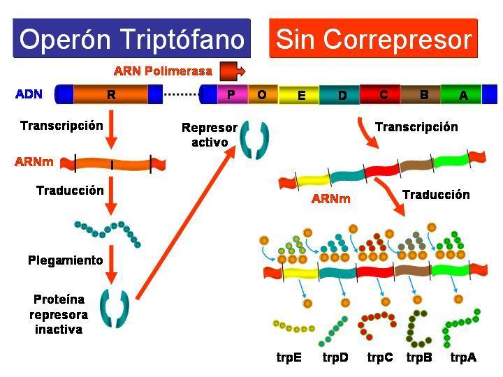 En ausencia de triptófano, o cuando hay muy poco, el represor producto del gen regulador R no es capaz de unirse al operador de forma que la ARN-polimerasa puede unirse a la región
