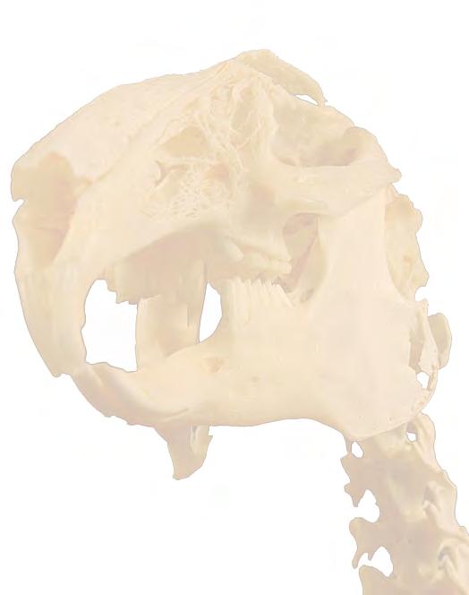 Osteología 3D del conejo mediante autoestereoscopia Julio Gil