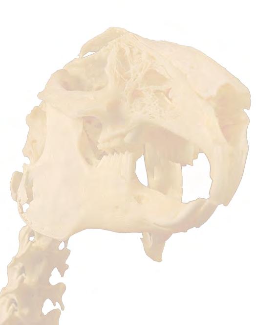Rabbit s 3D osteology by mean selfstereoscopy Julio Gil Garcia Miguel Gimeno Domínguez Jesús Laborda