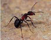 El ácido fórmico es el irritante activo en las picaduras de hormiga y de abeja.