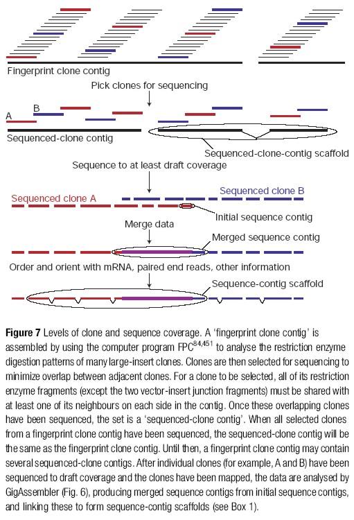 Fingerprint Sequenced- Gaps between clone contigs clone contigs sequence contigs El borrador