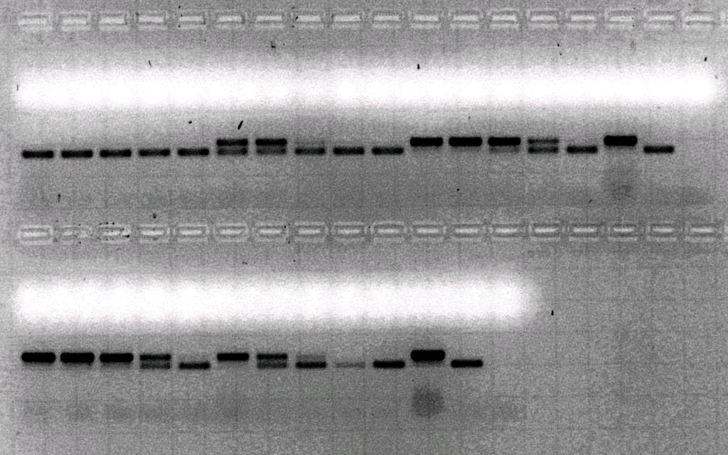 R MK para la detección n de los genes stx1 1 y stx2 ATCC 25922 E. coli ONT stx1 E.