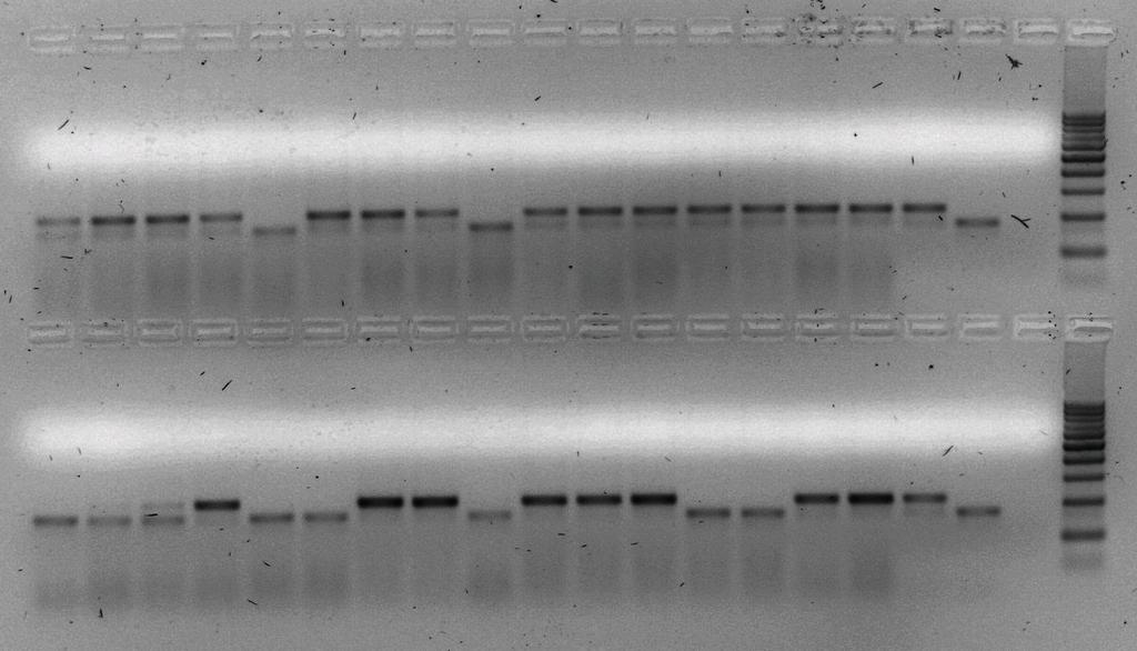 PCR MK para la detección n de los genes stx1 1 y stx2 E. coli O157:NM stx1/stx2 E.