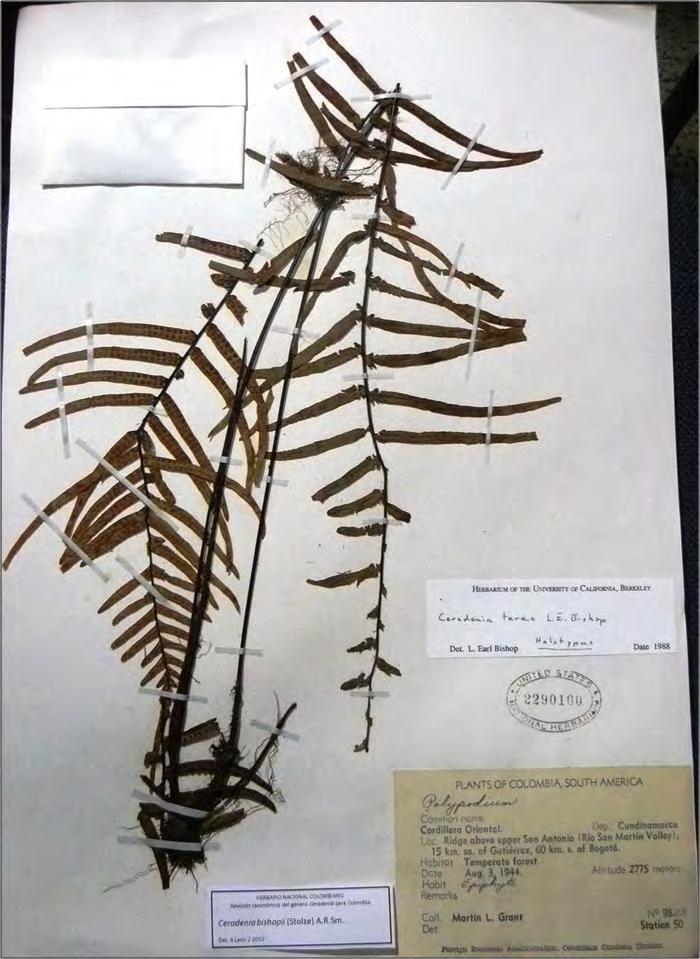 Estudios sistemáticos en el género Ceradenia (Polypodiaceae, Pteridophyta) con