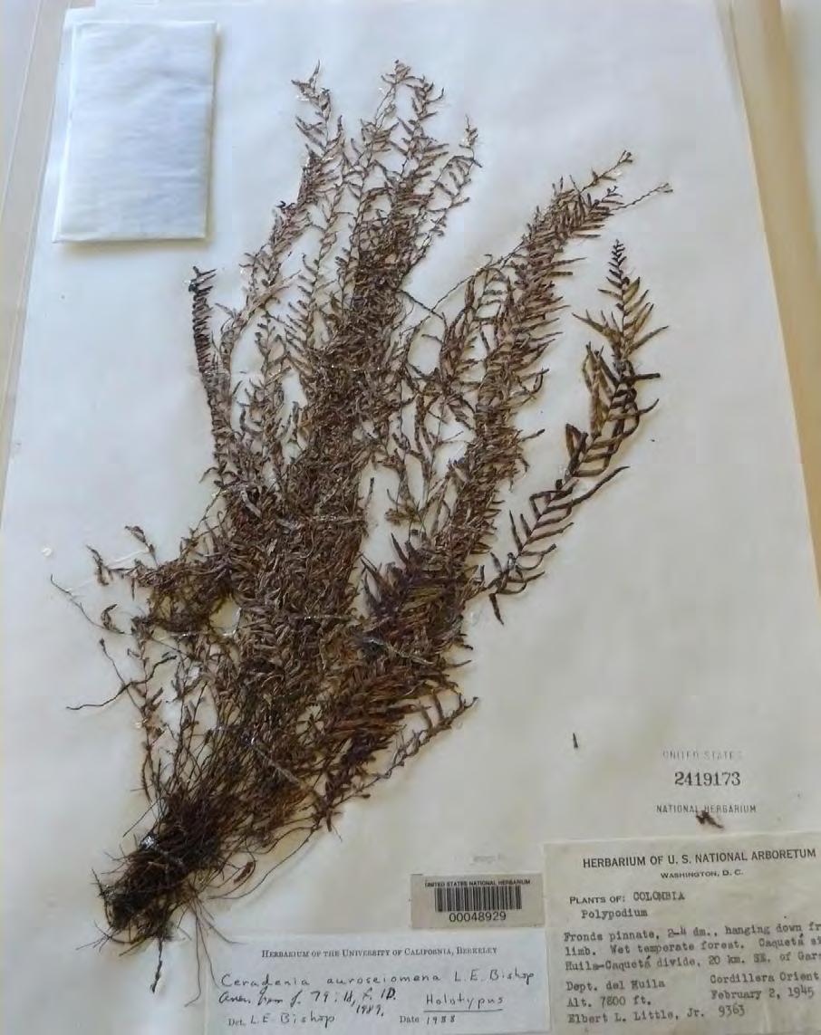 Estudios sistemáticos en el género Ceradenia (Polypodiaceae, Pteridophyta) con énfasis