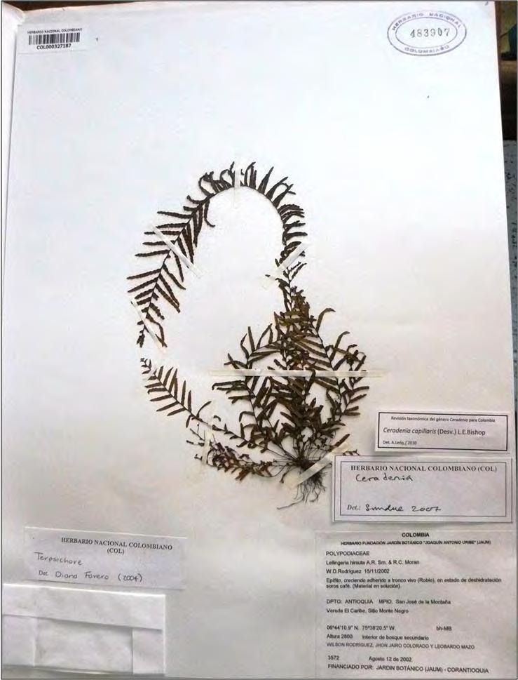 Estudios sistemáticos en el género Ceradenia (Polypodiaceae, Pteridophyta) con énfasis en