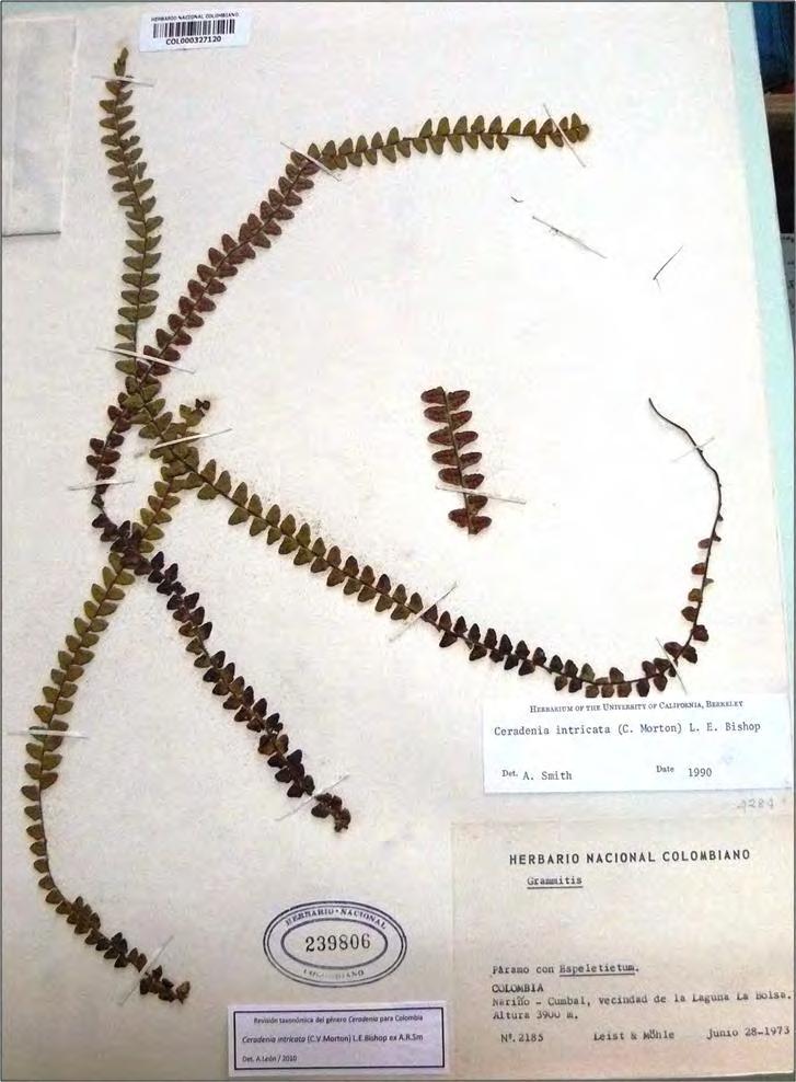 Estudios sistemáticos en el género Ceradenia (Polypodiaceae, Pteridophyta) con énfasis en las
