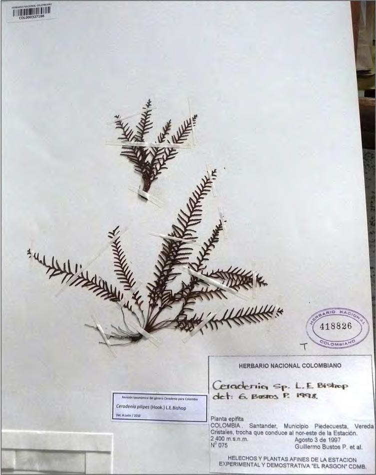 Estudios sistemáticos en el género Ceradenia (Polypodiaceae, Pteridophyta) con énfasis