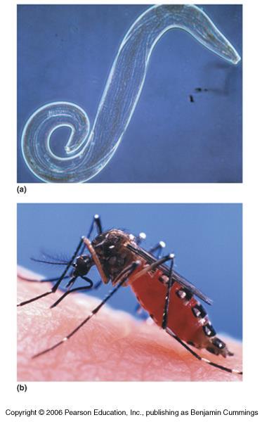 Malaria, causada por cuatro especies de protozoarios, Plamodium.