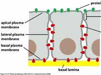 membrana, limitando su difusión Ej: Células epiteliales