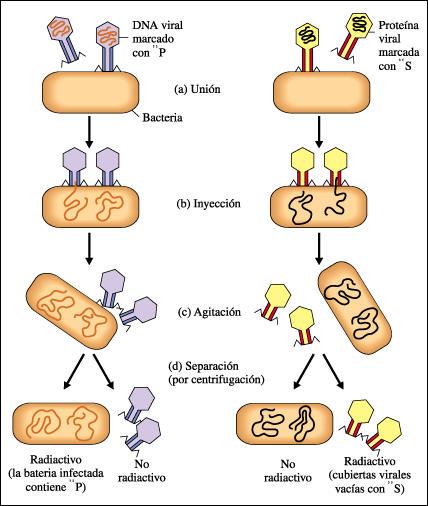 P 32 S 35 Demuestran que durante la infección de la bacteria por fago T4, solo el