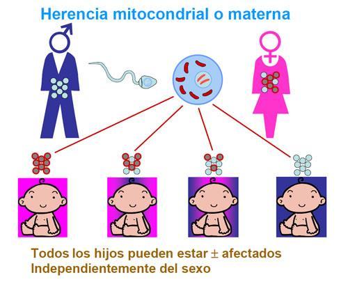 Herencia Mitocondrial