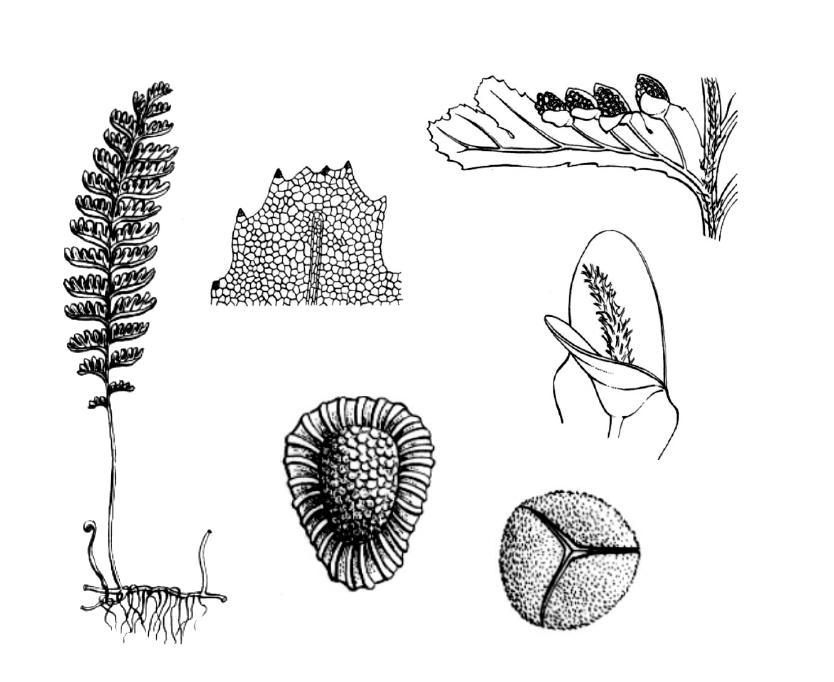 Orden Hymenophyllales Familia Hymenophyllaceae (7/600); [4/30] Esta familia comprende helechos epífitos y terrestres, cuyas raíces a menudo están sustituidas por pelos o brotes especiales.