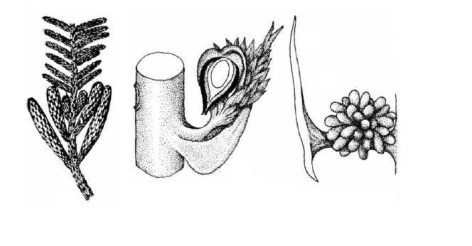 Voltziales ( ) Orden Coniferales (Carbonífero-actualidad). Morfología vegetativa: Las coníferas son típicamente arborescentes, con unos pocos géneros arbustivos.