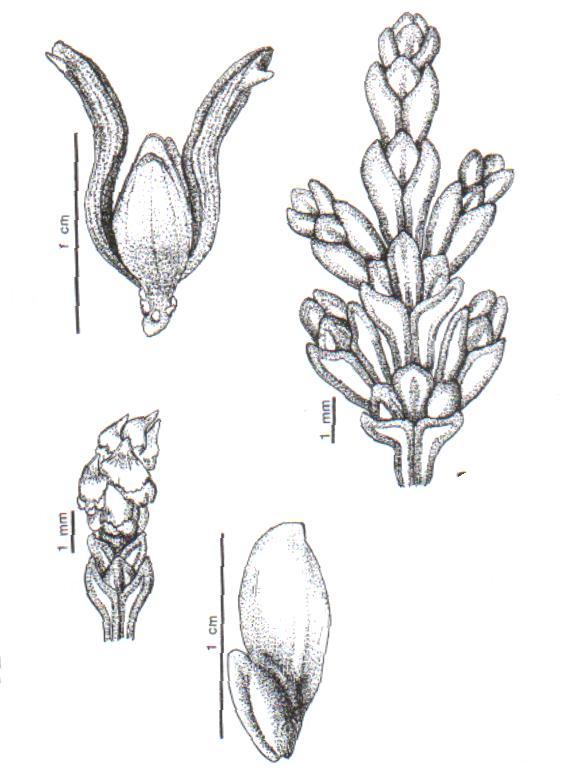 Familia Cupressaceae (28/155), (3/3). Facultad de Ciencias Naturales y Museo Universidad Nacional de La Plata Árboles o arbustos.