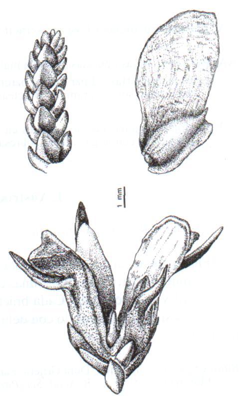 Pilgerodendron uviferum ciprés de las guaitecas