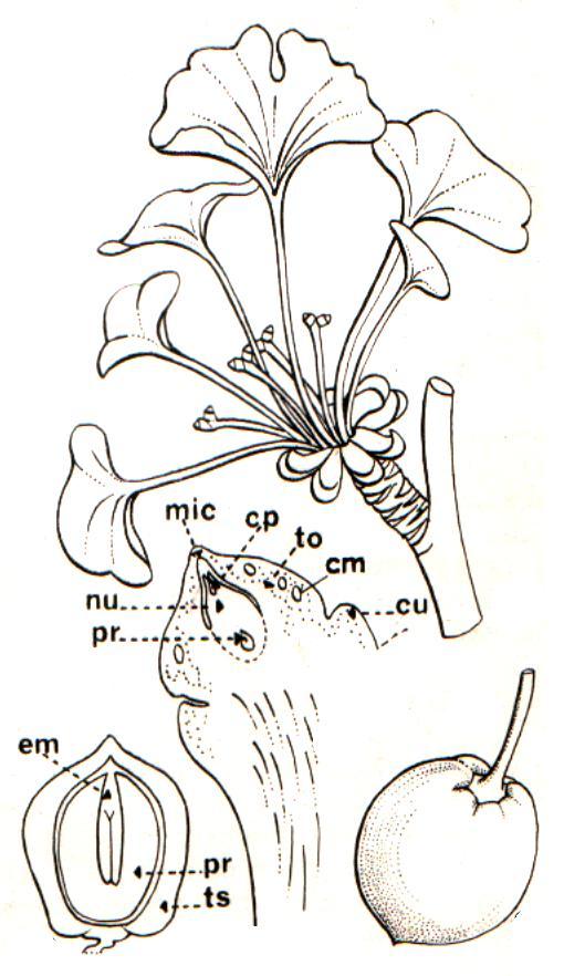 Ginkgo biloba. CLASE PTERIDOSPERMOPSIDA= LYGINOPTERIDOPSIDA ( ) (Devónico superior-triásico) Este grupo de plantas comparte características vegetativas con los helechos y las cicas.