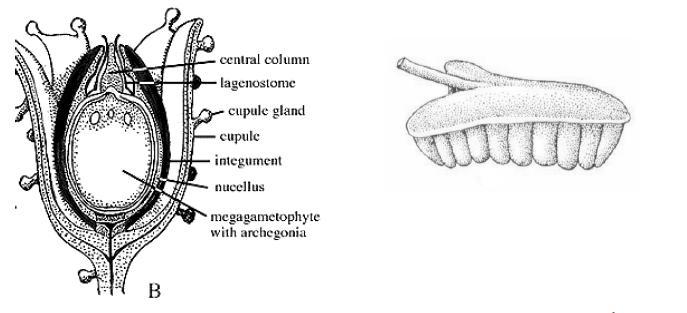 fusionada a la nucela, excepto a la región distal. Los órganos polínicos se encuentran en el ápice de las ramas fértiles.