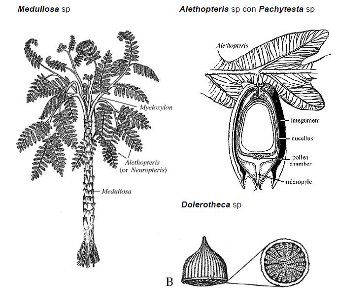Orden Glossopteridales ( ) (Carbonífero-Pérmico).