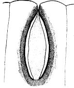 Las semillas y microsporangios se disponen en estróbilos en plantas separadas. Los microsporangios (eusporangios) son abaxiales, con dehiscencia longitudinal. Los granos de polen son monocolpados.
