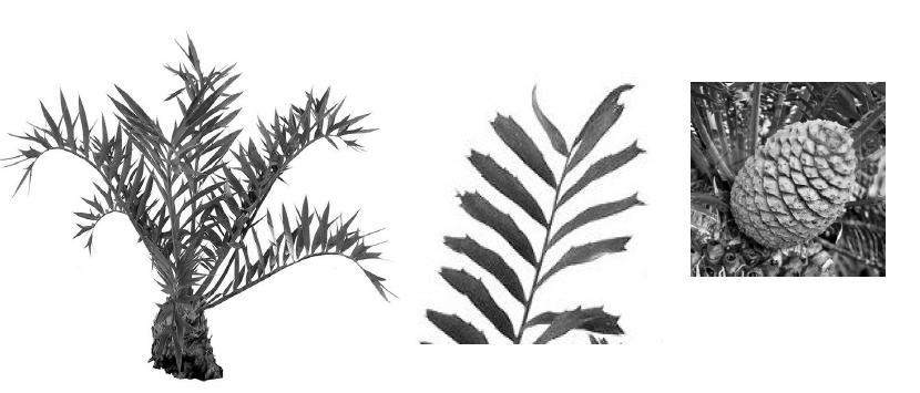 Familia Zamiaceae Encephalarthos horridus. Aspecto general, detalle de una hoja y estróbilo masculino.