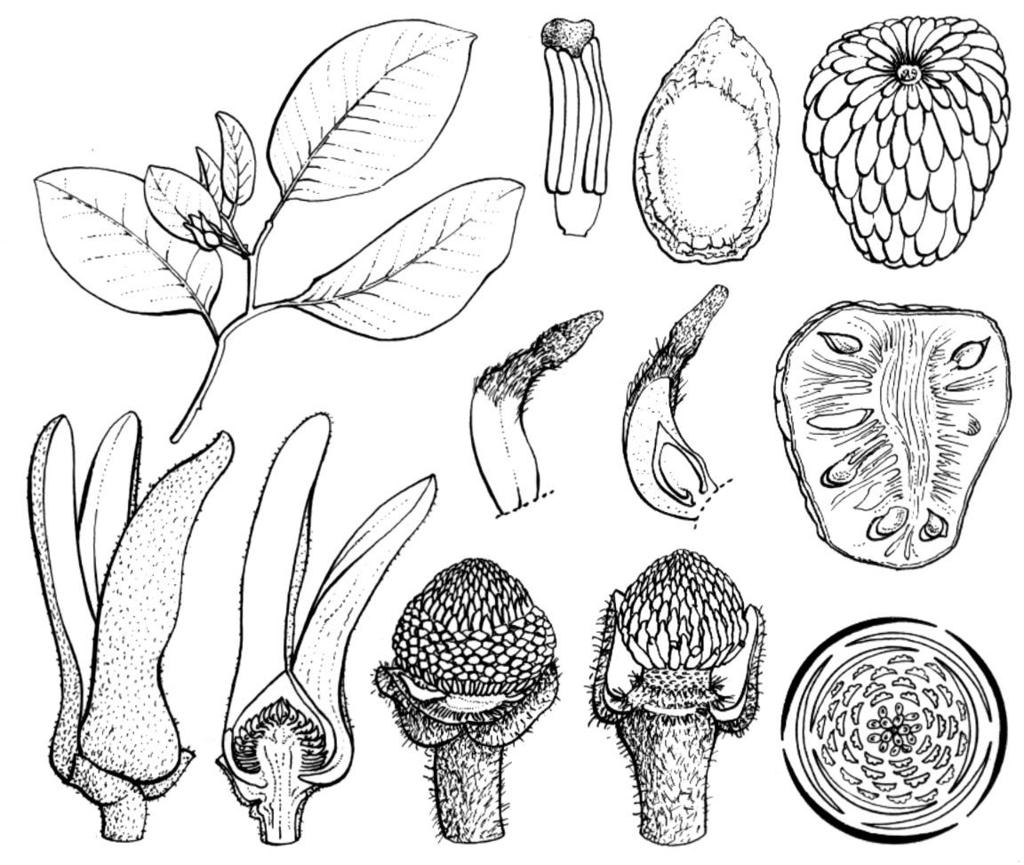 Distribución: Regiones tropicales del Viejo y Nuevo Mundo. Usos: Annona enerimonia Chirimoya y especies afines son árboles frutales propios de América tropical.
