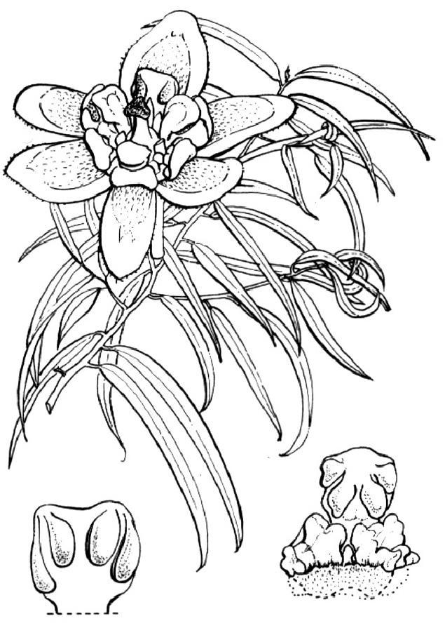 ornamental y medicinal, C. glandulliferum falso alacanforero, ornamental Persea americana palto, frutal.