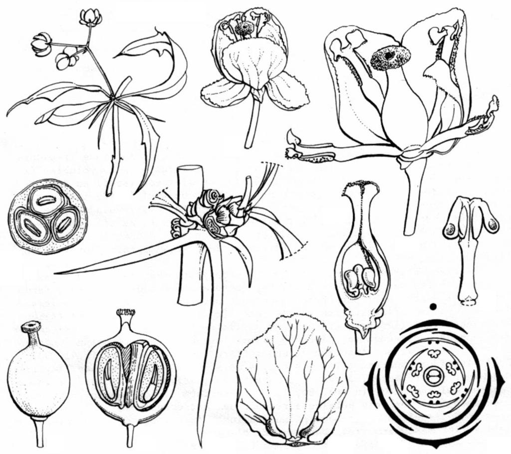 Familia Berberidaceae (13/650); [1/26] Arbustos frecuentemente con espinas. Hojas alternas, pinnadas o simples, con o sin estípulas. Inflorescencias racimosas.