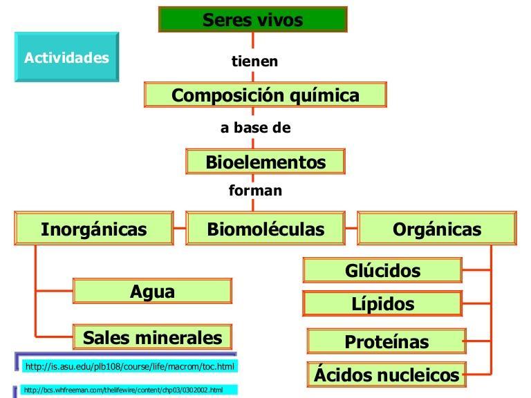 Los bioelementos se unen por enlaces químicos y forman las biomoléculas Las biomoléculas orgánicas solamente se