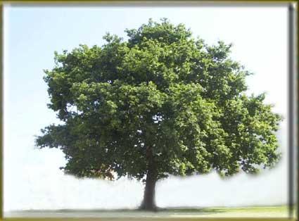 Roble albar (Quercus petraea) Altura: