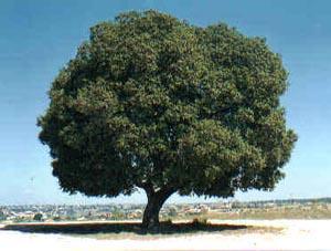 Encina ( Quercus ilex) Altura :de 16 a 25 m. Hoja perenne.