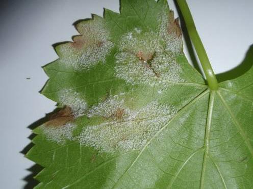 Síntomas y daños En hojas, los síntomas se manifiestan por las típicas manchas de aceite en el haz, que se corresponden en el envés con una pelusilla blanquecina si el