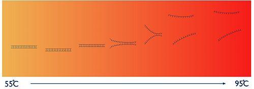 HRM Se realiza con ADN de doble cadena dentro de un amplicón. La T aumenta entre 55-95ºC.