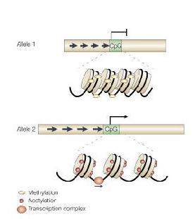 EPIGENETICA Dos alelos; uno silencioso, otro activo, indican cambios epigenéticos de la expresión génica.