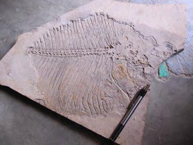 Fotografía 81. Caliza litográfica en la que se aprecia el molde de un pez fosilizado de la localidad El Palmar I, municipio de San Nicolás, Tamaulipas.