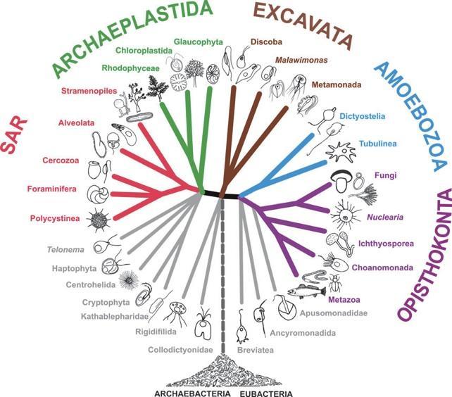 La clasificación de los organismos eucariontes Adl SM et al. 2012.