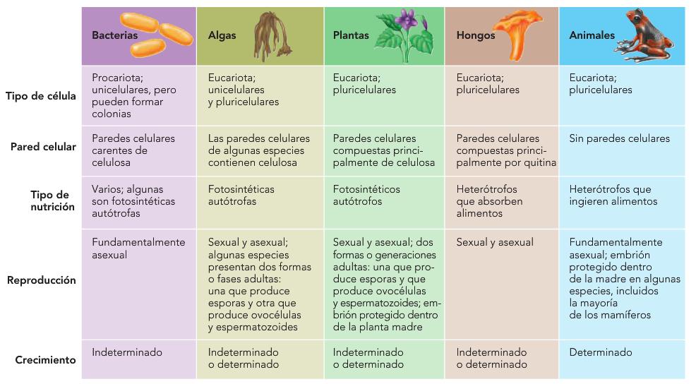 Características que distinguen a las plantas de otros organismos
