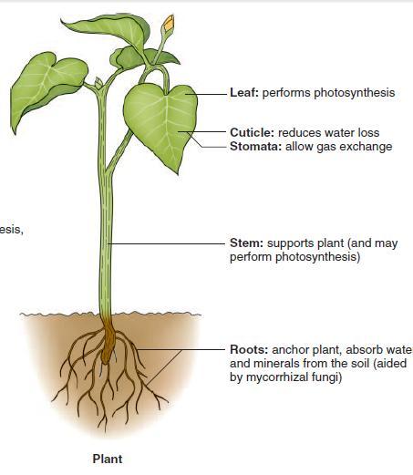Una planta angiosperma idealizada una planta con flor (angiosperma) hoja