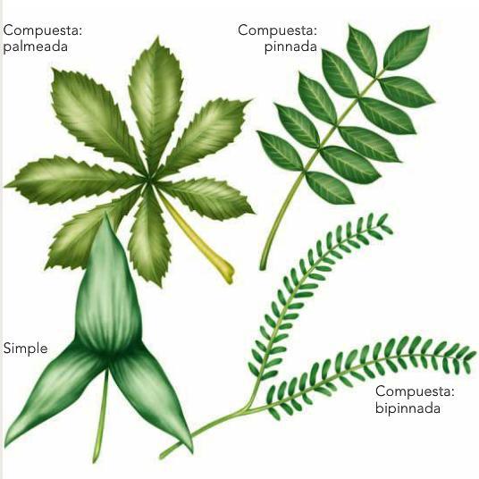 Morfología de las hojas Según la estructura de la lámina o limbo Simple: lámina entera Compuesta: