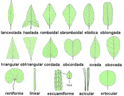 Morfología de las hojas Según la forma de la