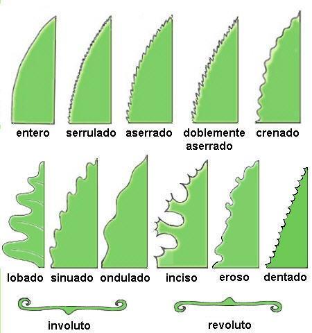 Morfología de las hojas Según la morfología