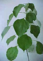 una hoja dística: las hojas se insertan sobre el tallo, a largo de dos líneas opuestas helicoidal: las hojas están esparcidas
